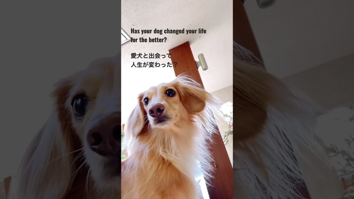 愛犬と出会った人にしか Only lucky ones can share the life with your dog #shorts #ダックス #いぬ #愛犬 愛犬と出会った人にしか Only lucky ones can share the life with your dog #shorts #ダックス #いぬ #愛犬