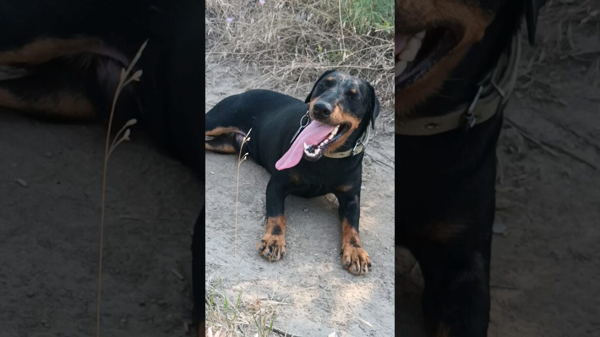 ⚡Рубик⚡ жара ягдтерьер german jagdterrier hot