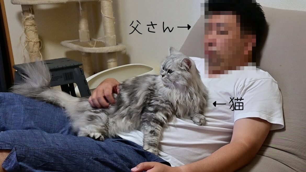 お父さんの事が大好きな猫がカワイイ【マンチカン】