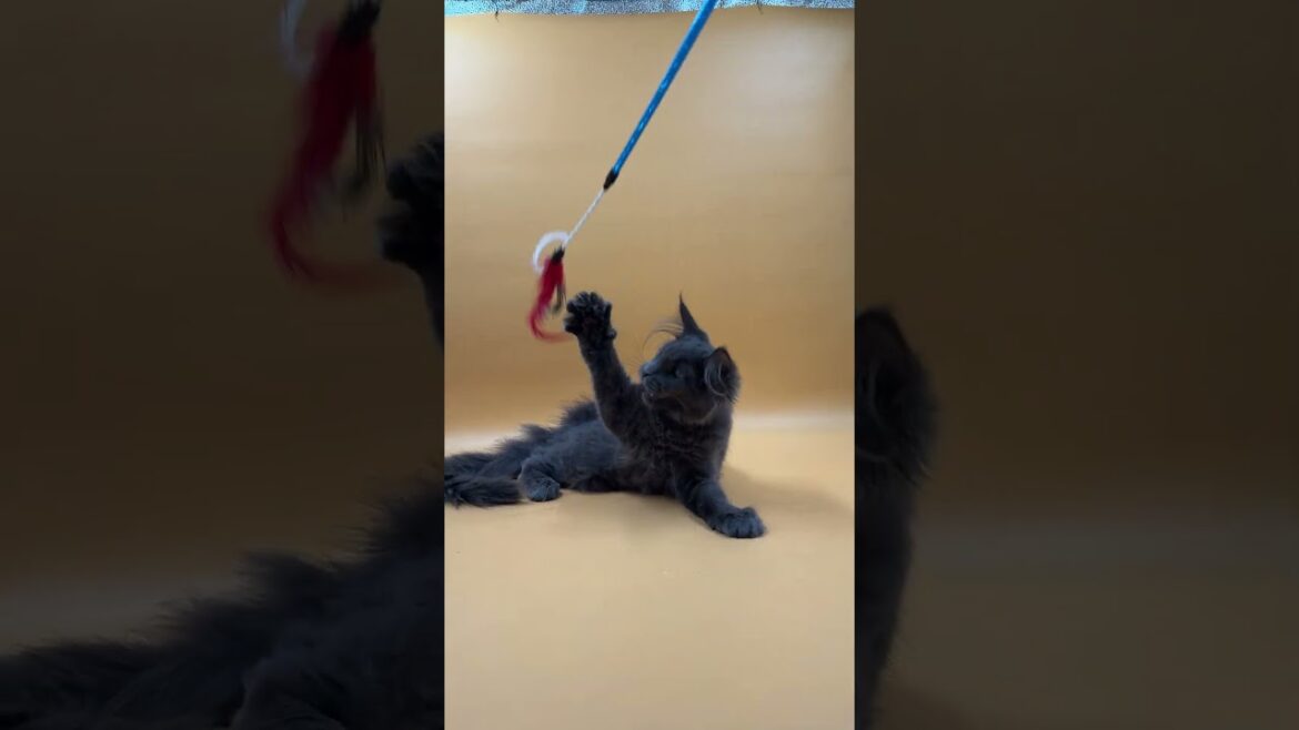 Irena Blue Maine Coon Female Kitten Available Now | Purebred Kitties