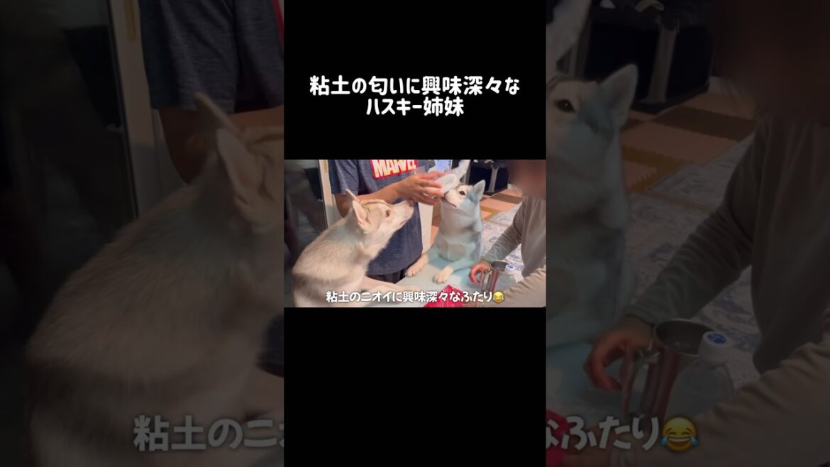 粘土の匂いに興味深々なハスキー姉妹 #シベリアンハスキー #ハスキー #ハスキー犬
