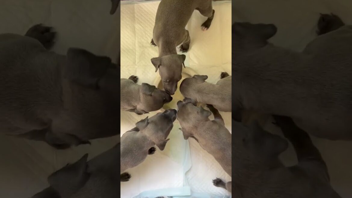 イタリアングレーハウンド 💗すくすく成長中！胸に4つの点のホワイトの模様がチャームポイント💗