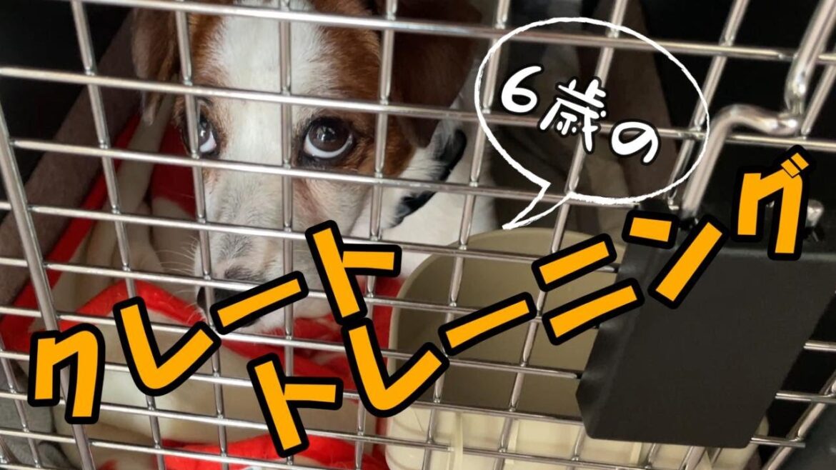 もしもの時の為にクレートトレーニングはじめました！