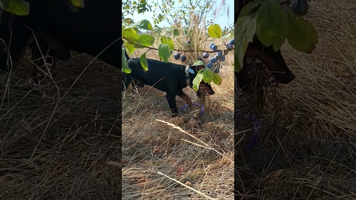 ⚡Рубик⚡ пуллер тёрн ягдтерьер jagdterrier puller ⚡Рубик⚡ пуллер тёрн ягдтерьер jagdterrier puller