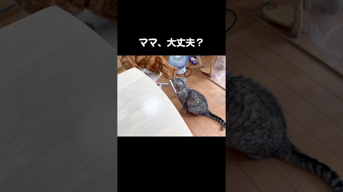 ママ猫が咳き込んだら... #猫 #マンチカン #shorts