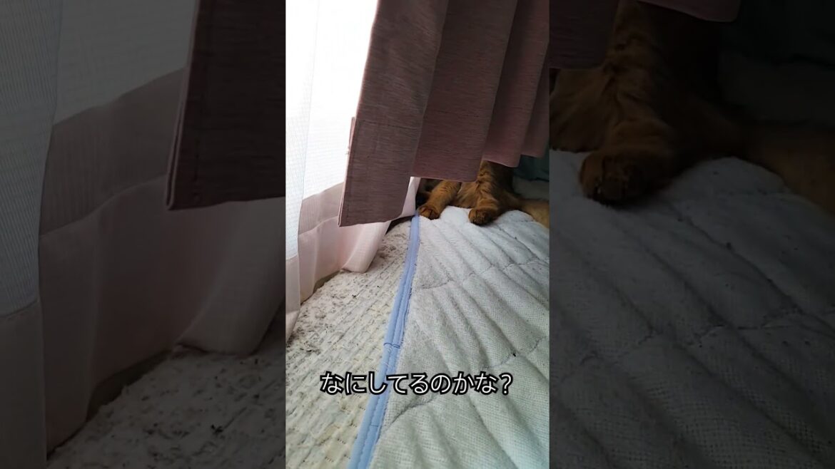 なにその格好#cat #ねこ #ねこのいる暮らし #ペット #おすすめ
