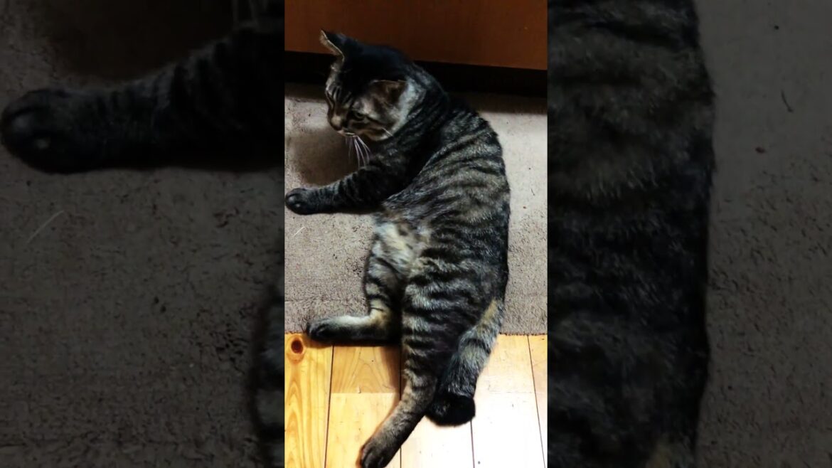 元野良ボスの家猫化 #cat #ねこ #ネコ 元野良ボスの家猫化 #cat #ねこ #ネコ