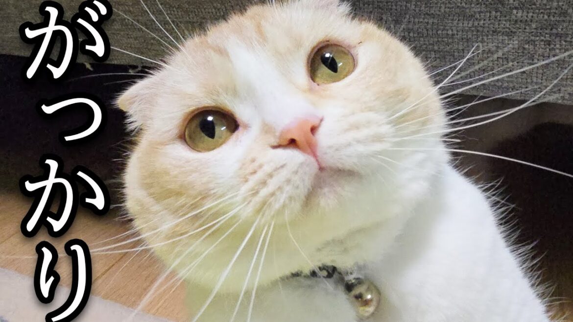 プールに入ろうと待っていた猫が...