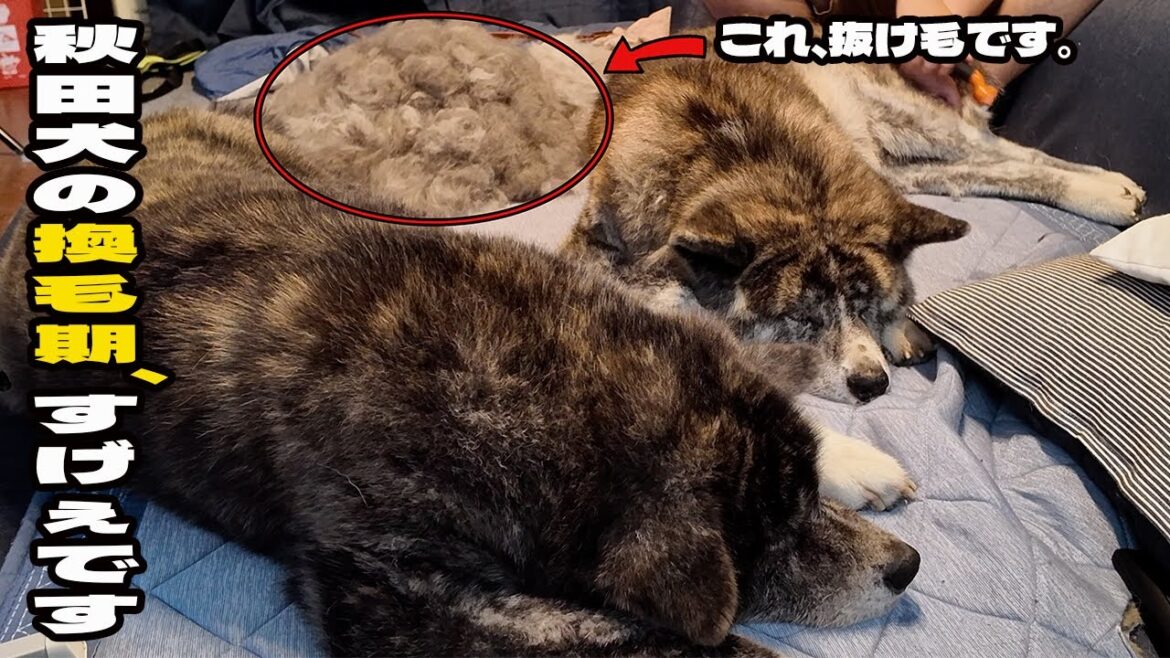 【虎毛】換毛期ピーク！秋田犬にひたすら本気のブラッシング※毛量注意※Peak of molting season! Brushing Akita dogs incessantly!