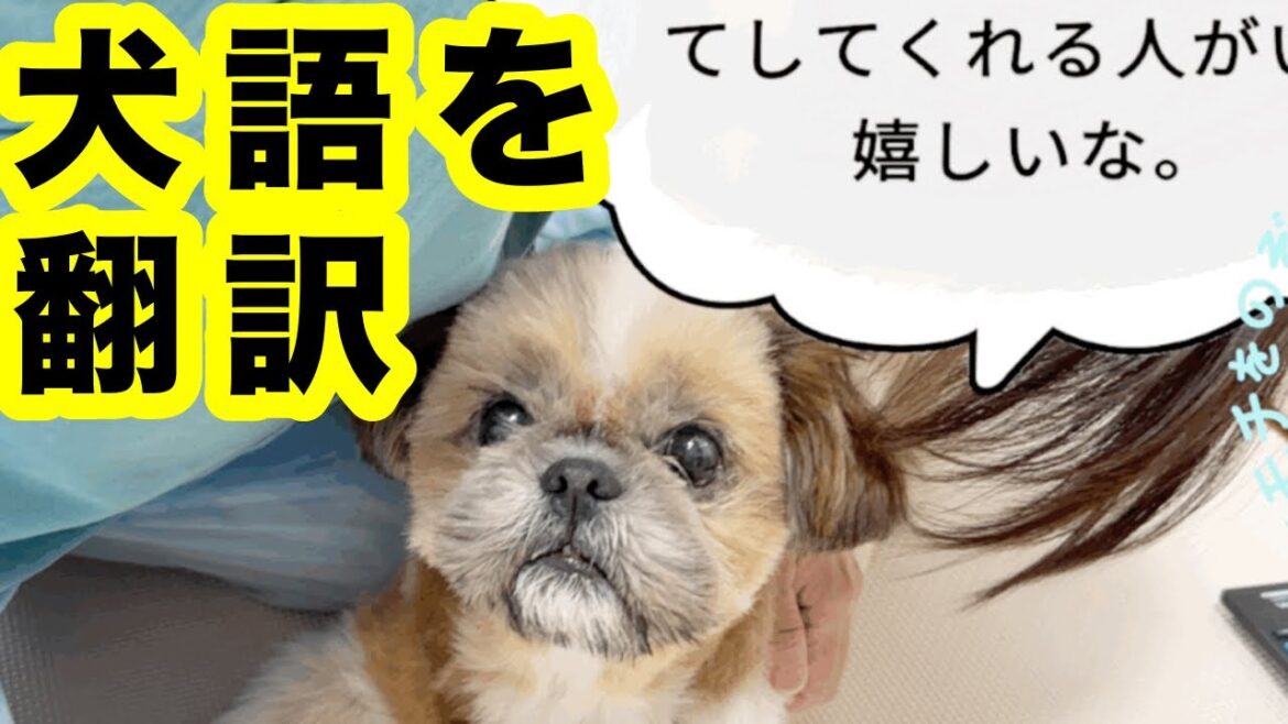 犬の翻訳機【シーズー】愛犬の本音を聞いてみたら【膿皮症】バツイチ50代女性