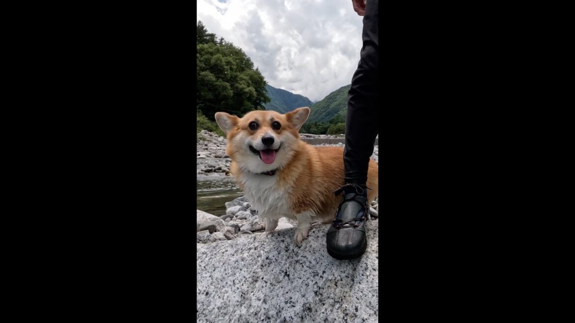 岩の上のコーギー / A corgi on the boulder #corgi #サクラ #コーギー