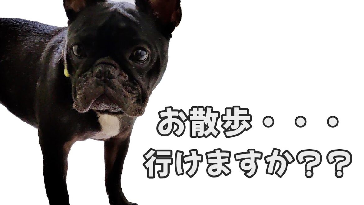【可愛いストーカー】お散歩待ちしてるフレブル