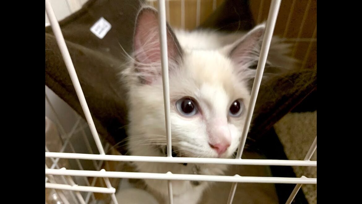 【緊急】お尻から血が…！#cat #猫 #ラグドール