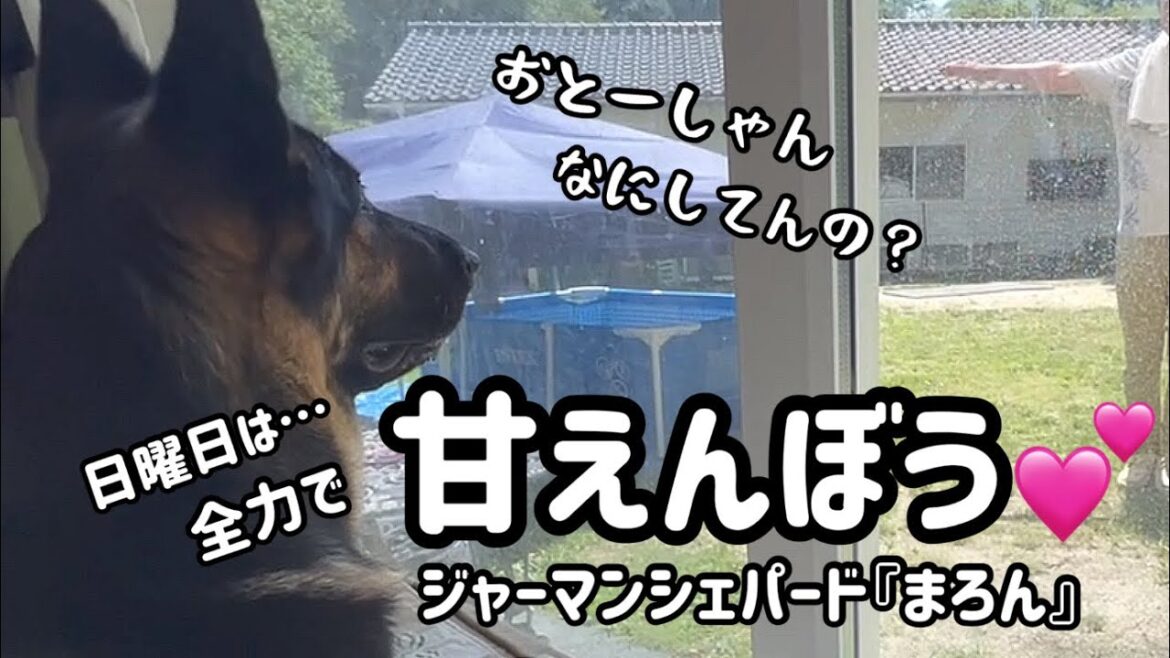 【ジャーマンシェパード】甘えん坊シェパードまろん。おとーしゃんに甘えっぱなしwわがままも言うし😅でもねおとーしゃんもそれが嬉しいんです💕