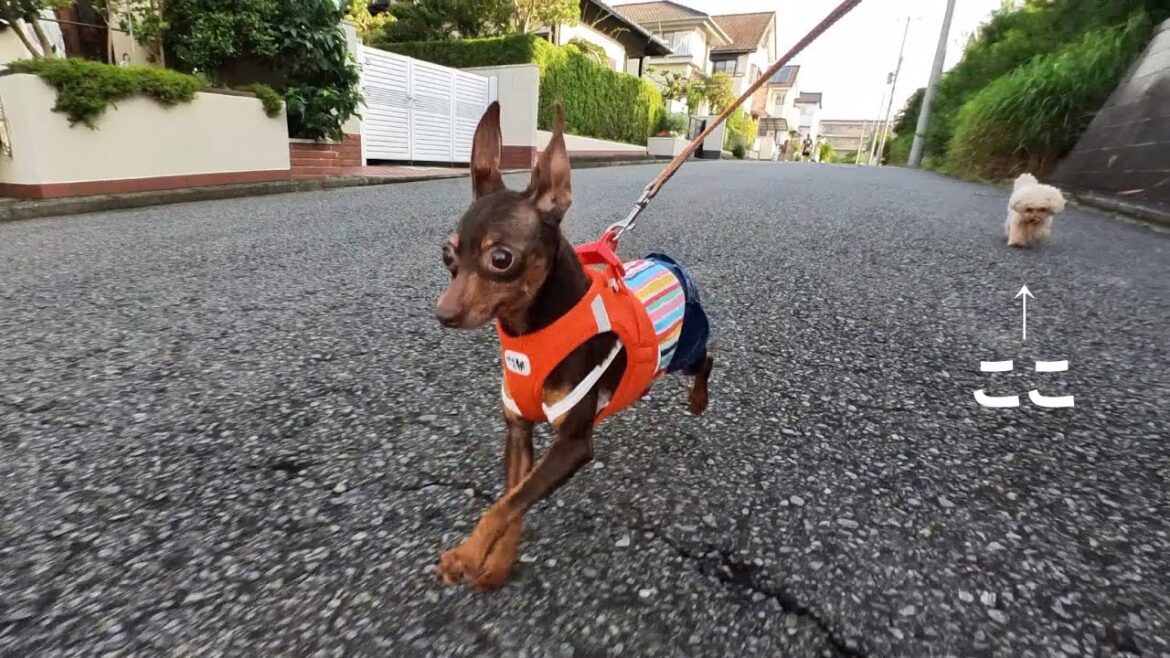 暑さに負けない保護犬ミニピンと、ちょっと負けている姉犬トイプードル 暑さに負けない保護犬ミニピンと、ちょっと負けている姉犬トイプードル