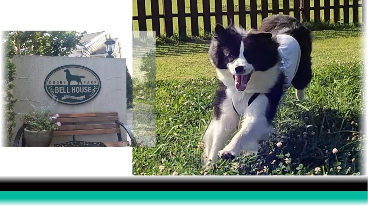 ドギーパークベルハウスで女子たちに相手にされなかったボーダーコリー男子【保護犬4年目】 ドギーパークベルハウスで女子たちに相手にされなかったボーダーコリー男子【保護犬4年目】