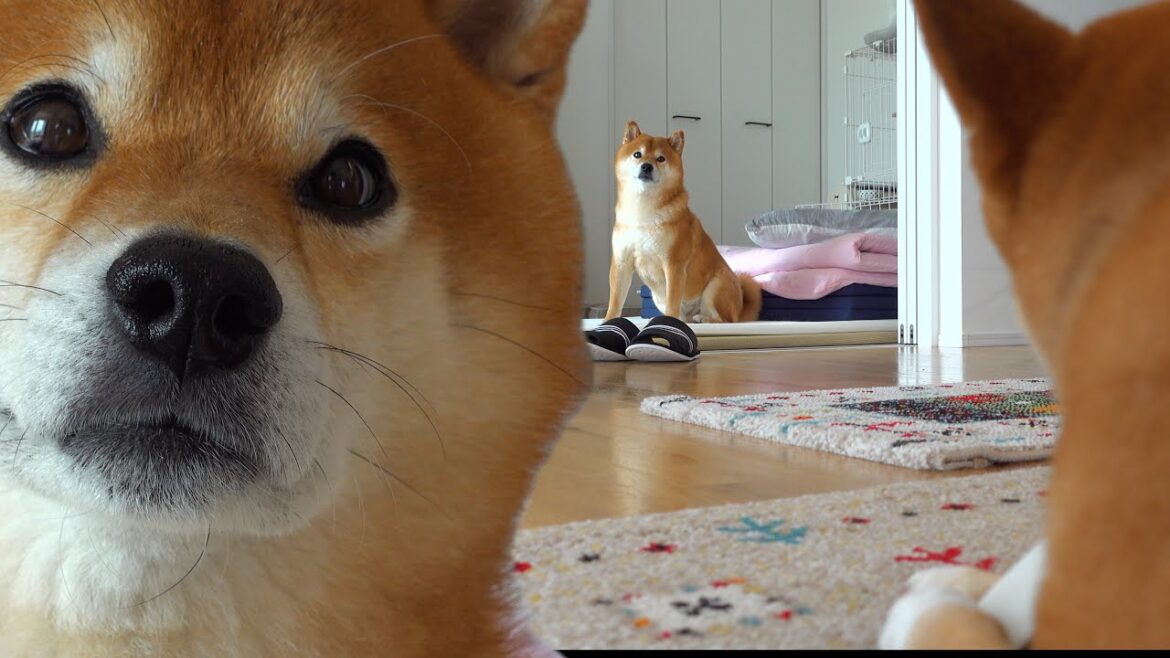 大好きな兄でも許せない！？柴犬妹の怒りの瞬間を捉えました。。