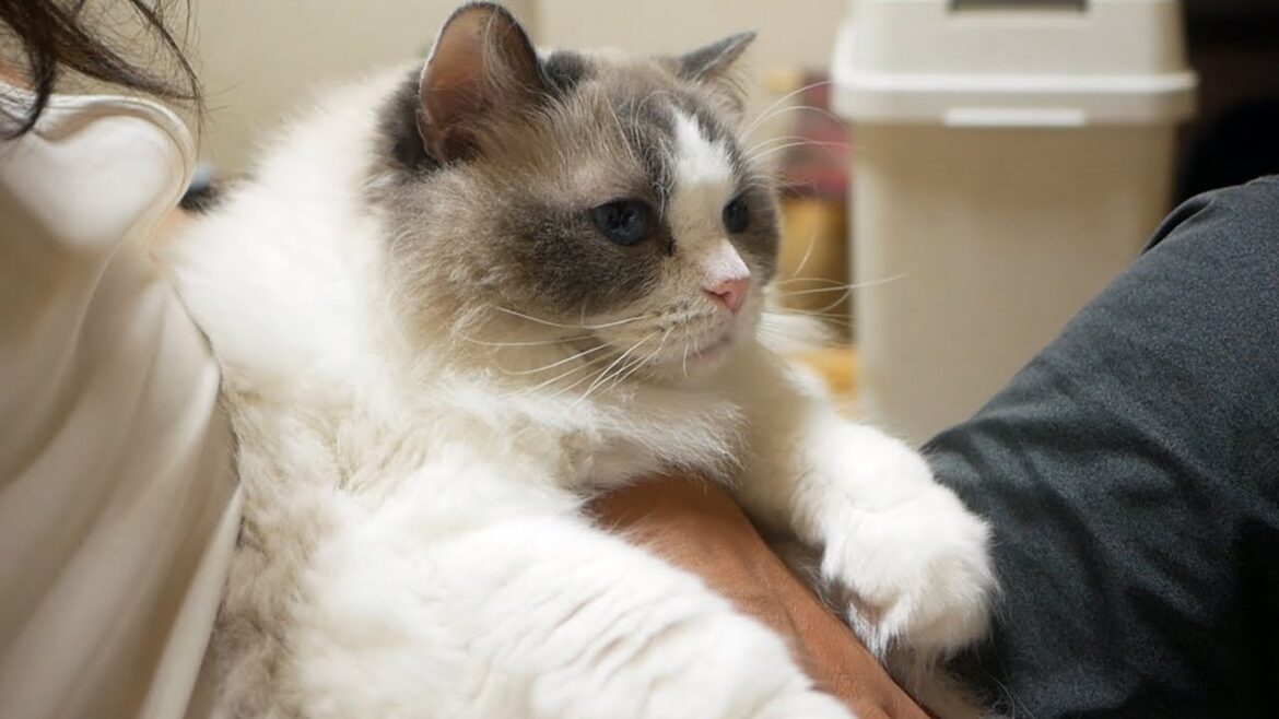 抱っこされるラグドールと9ヶ月間1匹も魚が釣れない飼い主の暮らし 抱っこされるラグドールと9ヶ月間1匹も魚が釣れない飼い主の暮らし