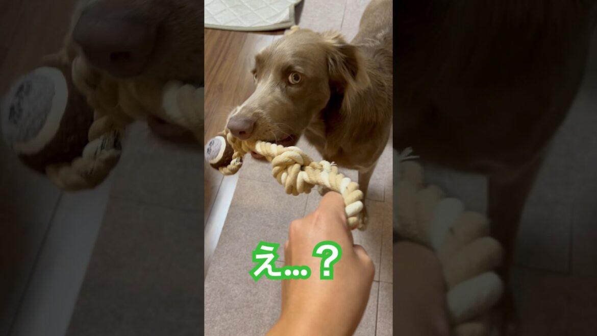 急に冷静になる大型犬🐶 #大型犬 #犬のいる暮らし #ワイマラナー#ワイマラナーロングヘアード #dog#wiemaraner #shorts #ルルちゃんのルンルンちゃんねる