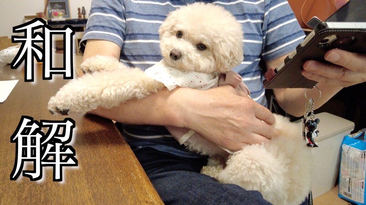 初めて実家に行ったら怖いジィジと妹犬が和解しました!【トイプードル】 初めて実家に行ったら怖いジィジと妹犬が和解しました!【トイプードル】