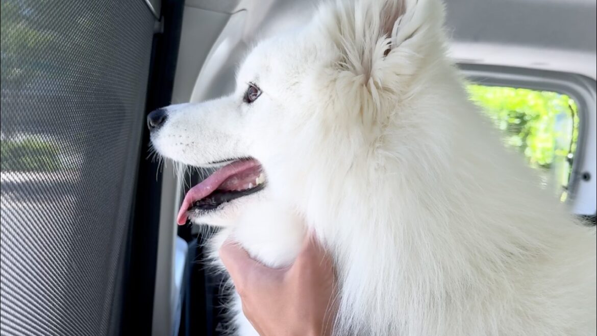 大好きなママが車から離れるとパニックになって大泣きしちゃう犬が可愛い