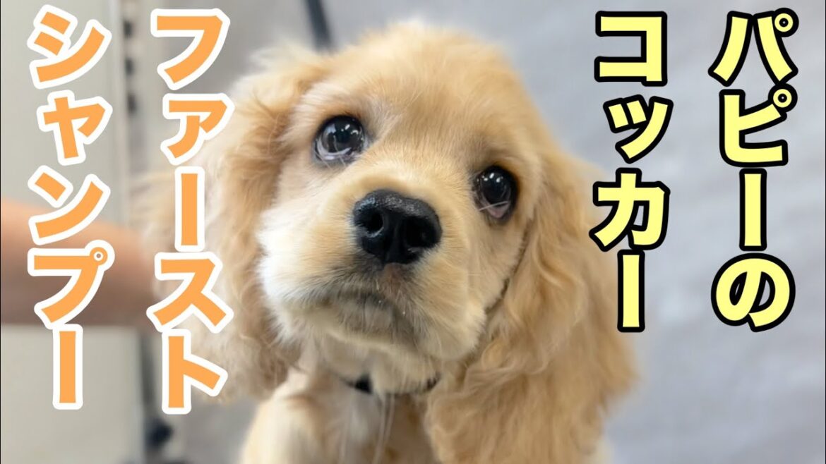 パピーのアメリカンコッカースパニエル♪ドキドキファーストシャンプー！（シエルちゃん）