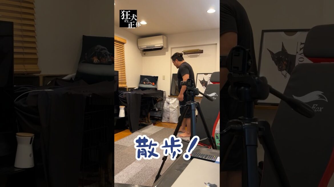 パパとの散歩はどうしても気乗りしないドーベルマン