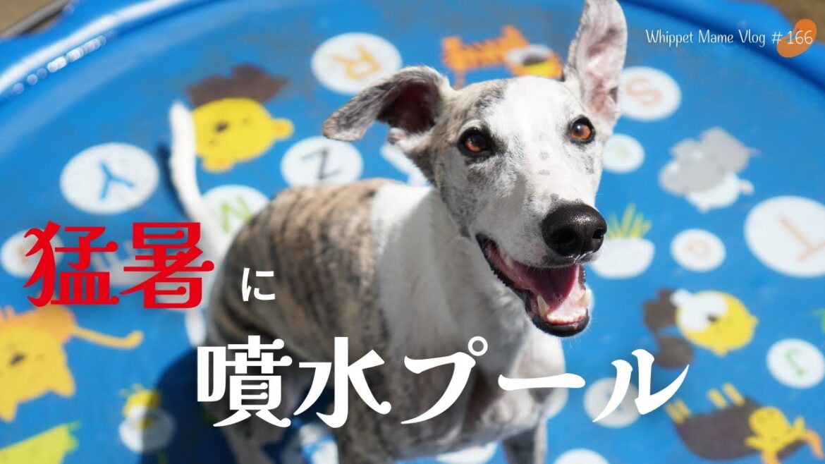 夏!噴水プールで犬と遊んでみたら大満足すぎた #166 夏!噴水プールで犬と遊んでみたら大満足すぎた #166