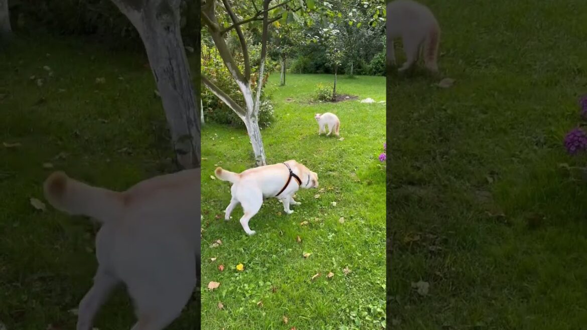 What Do Dogs 🐕 Do When They See Cats # 🐈music #labrador #pets #cute #animals #nature #shorts