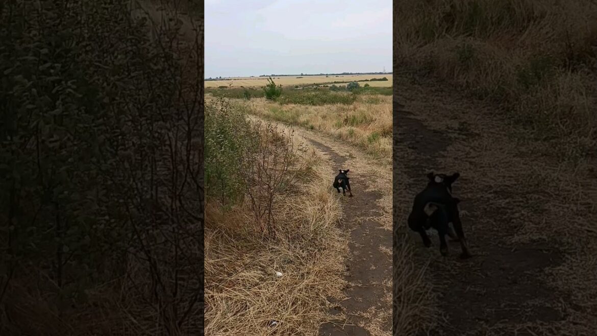 ⚡Рубик⚡ на старте ягдтерьер jagdterrier