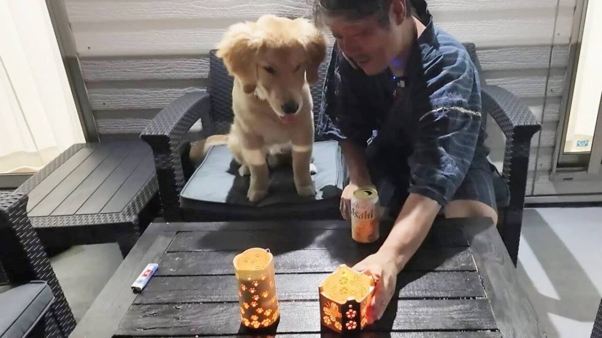 絶対は無いから続けるんです。一緒に暮らす責任と愛情を持って。【Golden Retriever japan】