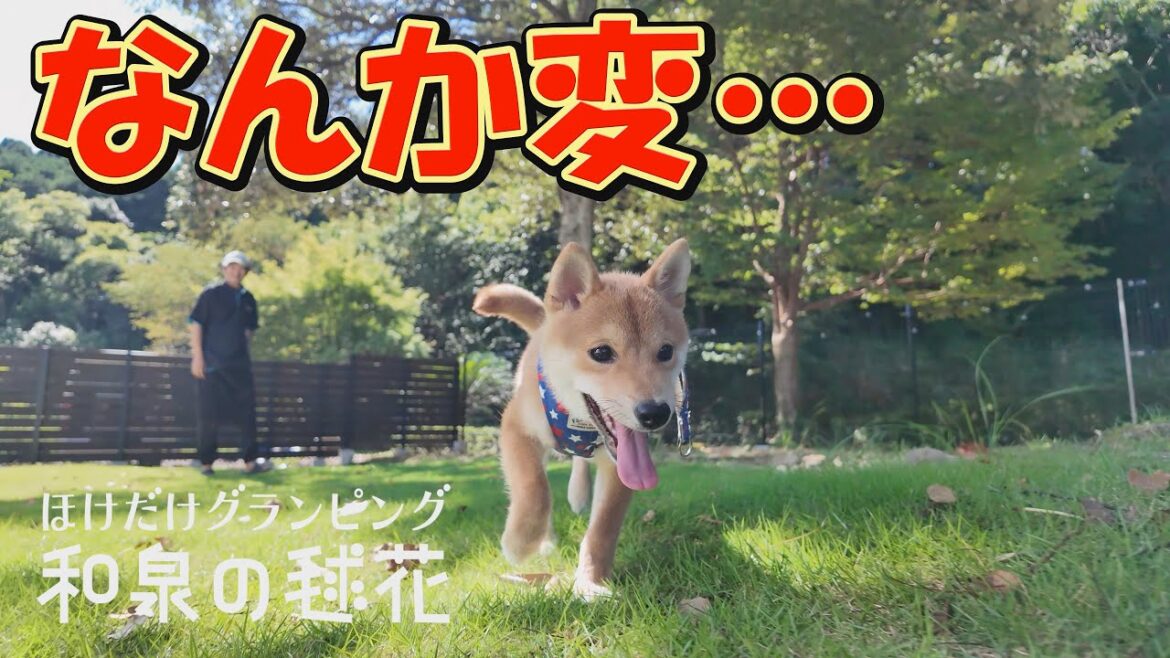 ドッグランデビューを果たした子犬の走り方が、おかしい・・・
