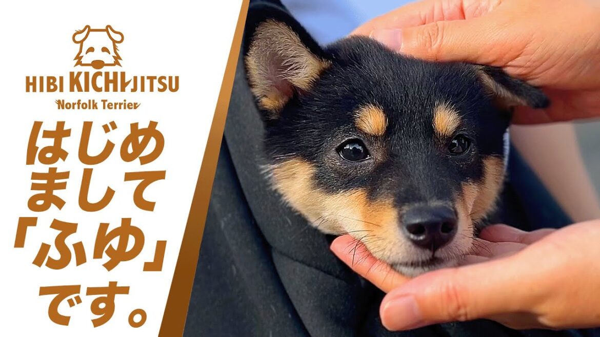 愛犬キチ   はじめまして黒豆柴「ふゆ」です【puppy  dog  ノーフォークテリア norfolkterrier mameshiba】
