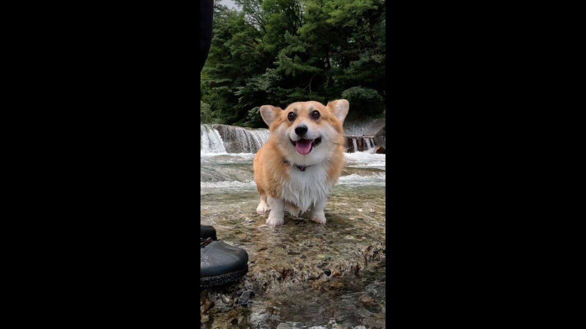 滝を背に涼むコーギー / A corgi cooling off against a waterfall #corgi #コーギー #サクラ