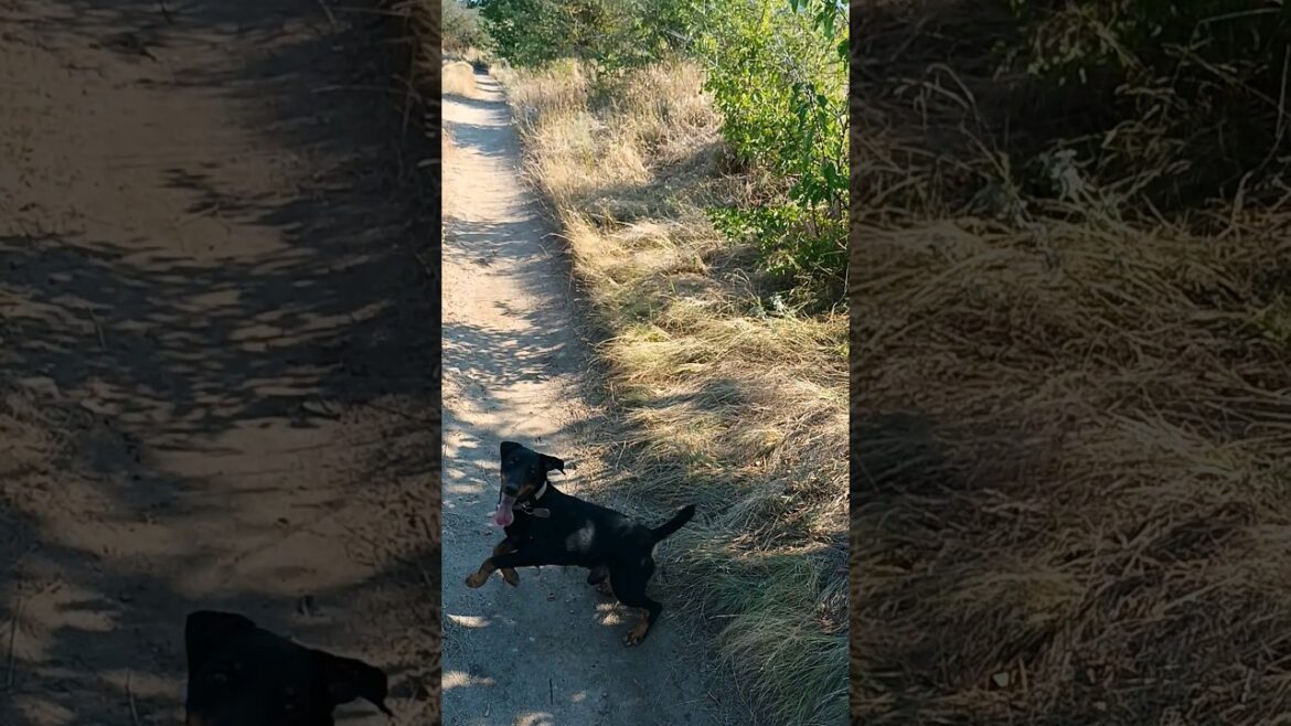 ⚡Рубик⚡ палочка ягдтерьер jagdterrier stick