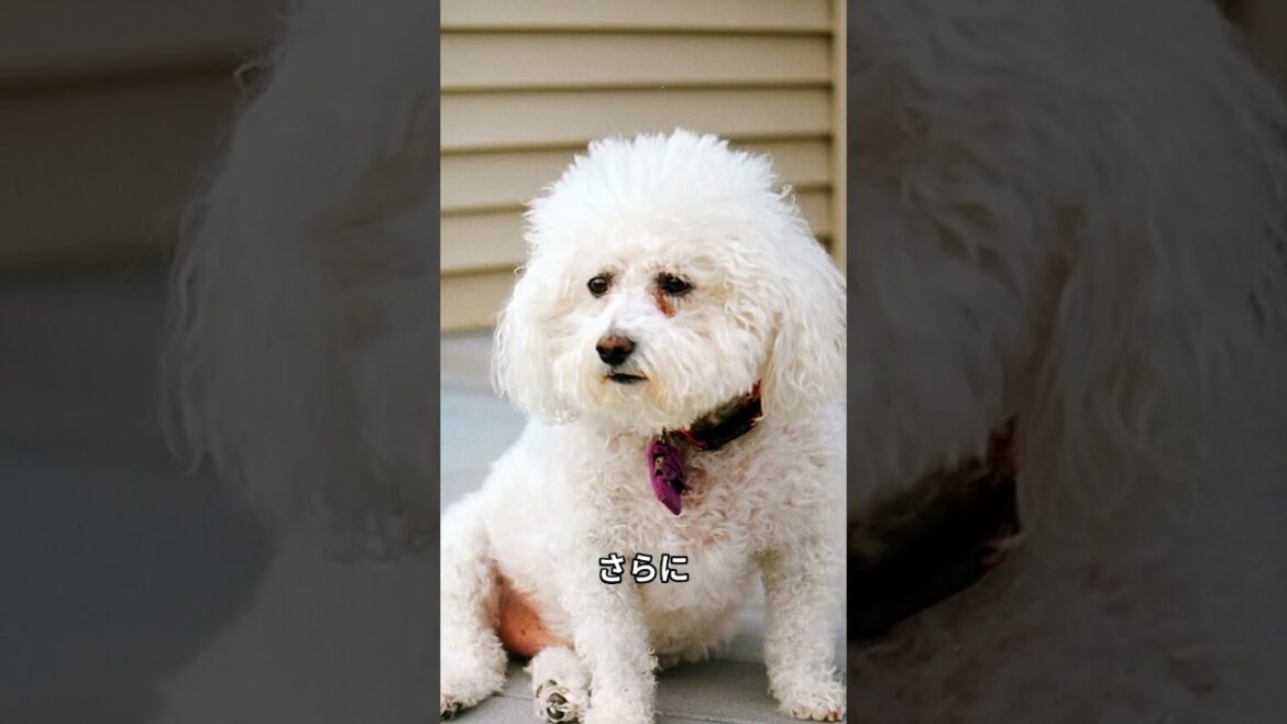 「ビションフリーゼの可愛さ爆発!驚きの魅力3選」 #犬好き 「ビションフリーゼの可愛さ爆発!驚きの魅力3選」 #犬好き