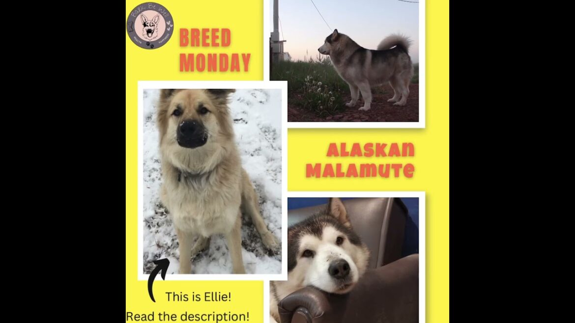 Ellie’s DNA results came back from Wisdom Panel! Read description for more on that & the Malamute!