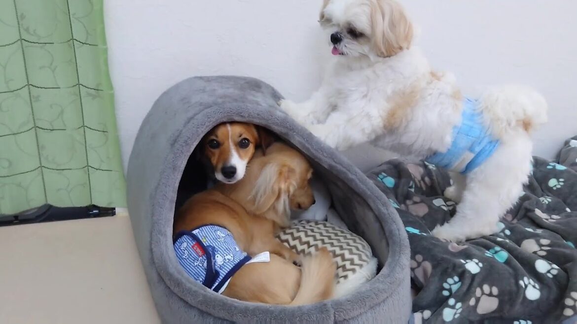 他の犬と仲良くするミリーちゃんを見てご乱心なあんくん　🐶ひみつきちなう！②🐶  2024年7月30日