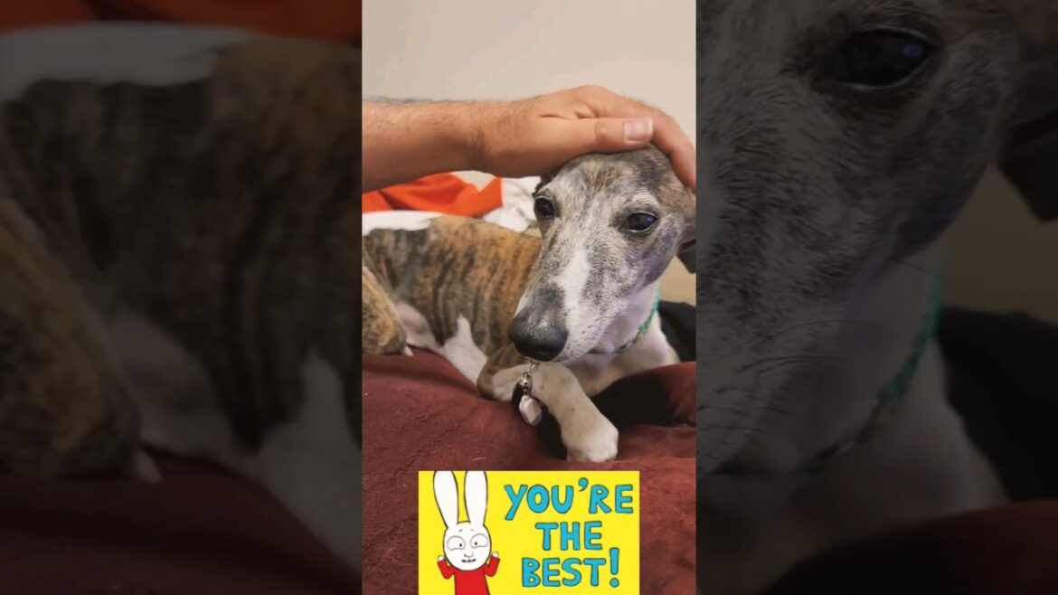 おやつがコロコロどんぶらこ。ウィペットのカイトおじさん。今日もおりこうイッヌやね🤗 Whippet Dog KAITO Super Smart Eating Snack FUKUOKA JAPAN