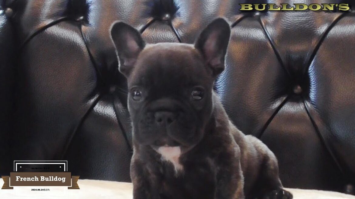☆フレンチブルドッグ☆子犬☆ーブサカワ専門犬舎ーBULLDON'S