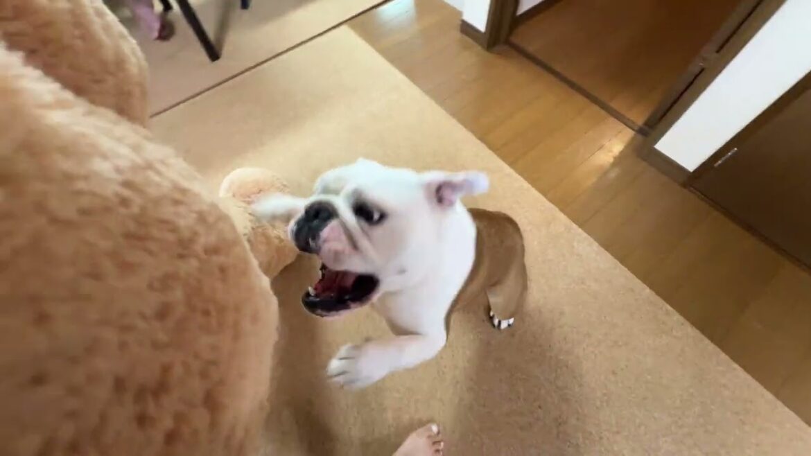 大好きな沢田さんとのお別れは全力で阻止するブルドッグのまるこ