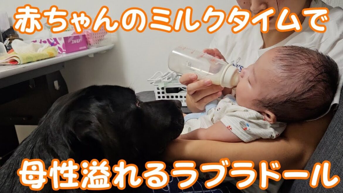 遊びたいけど赤ちゃんのミルクを見守る優しいラブラドール