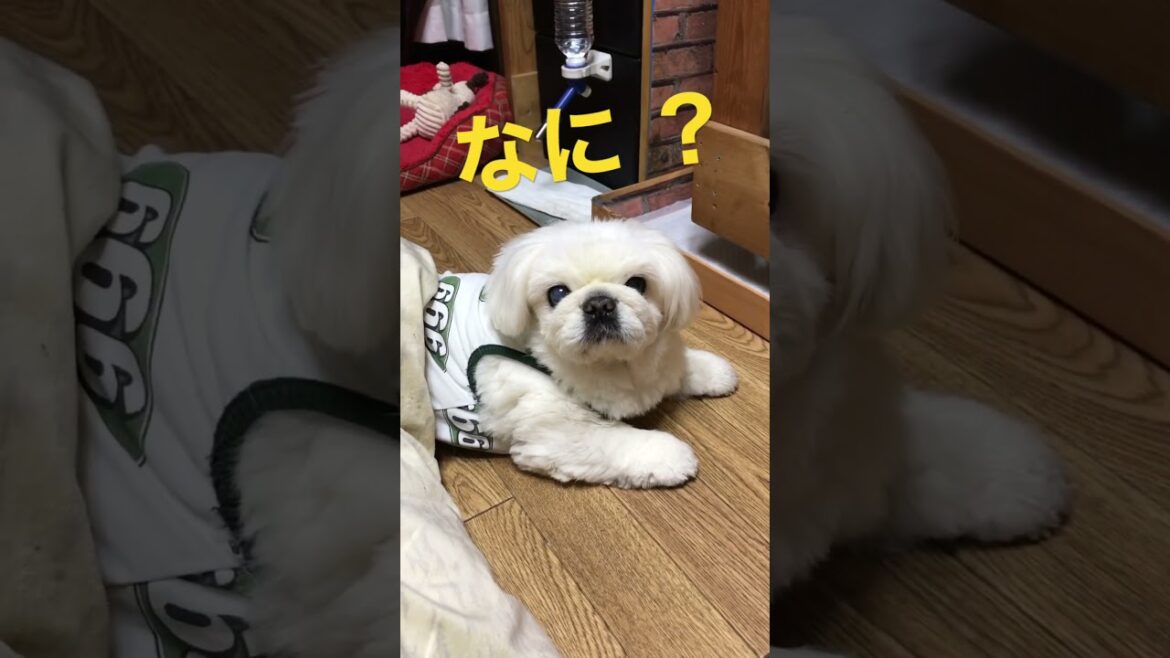 起きた？#ペキニーズ  #pekingese