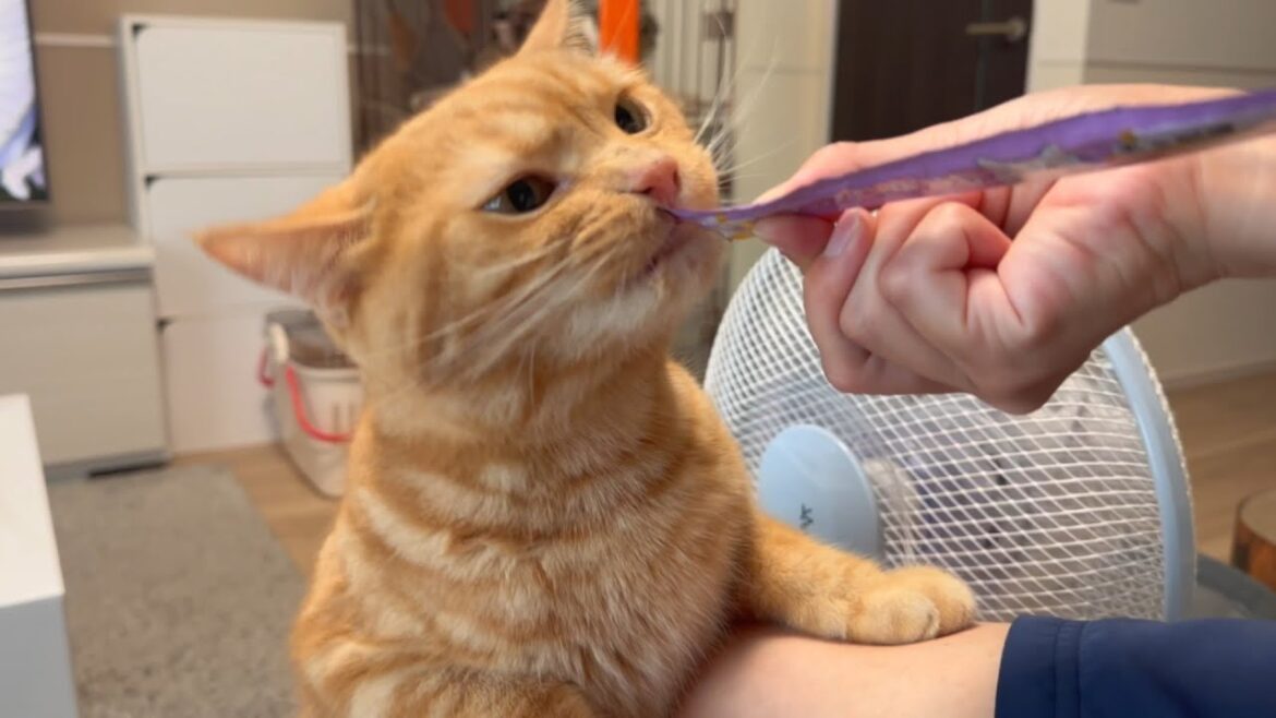 ちゅ〜るの時だけ２本足で立ち上がる食いしん坊猫がかわいすぎたw