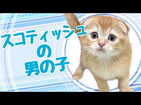 スコティッシュフォールドの子猫 (和歌山) スコティッシュフォールドの子猫 (和歌山)