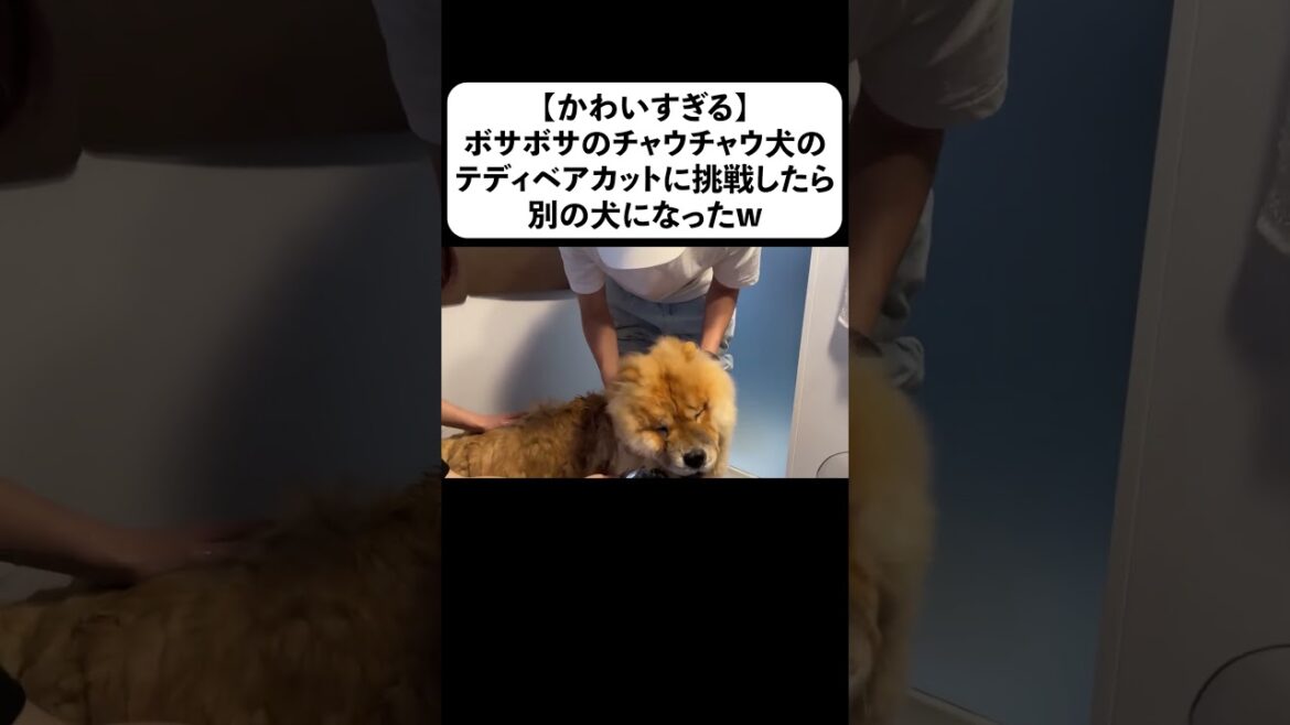 【かわいすぎる】ボサボサのチャウチャウ犬のテディベアカットに挑戦したら別の犬になったw 【かわいすぎる】ボサボサのチャウチャウ犬のテディベアカットに挑戦したら別の犬になったw