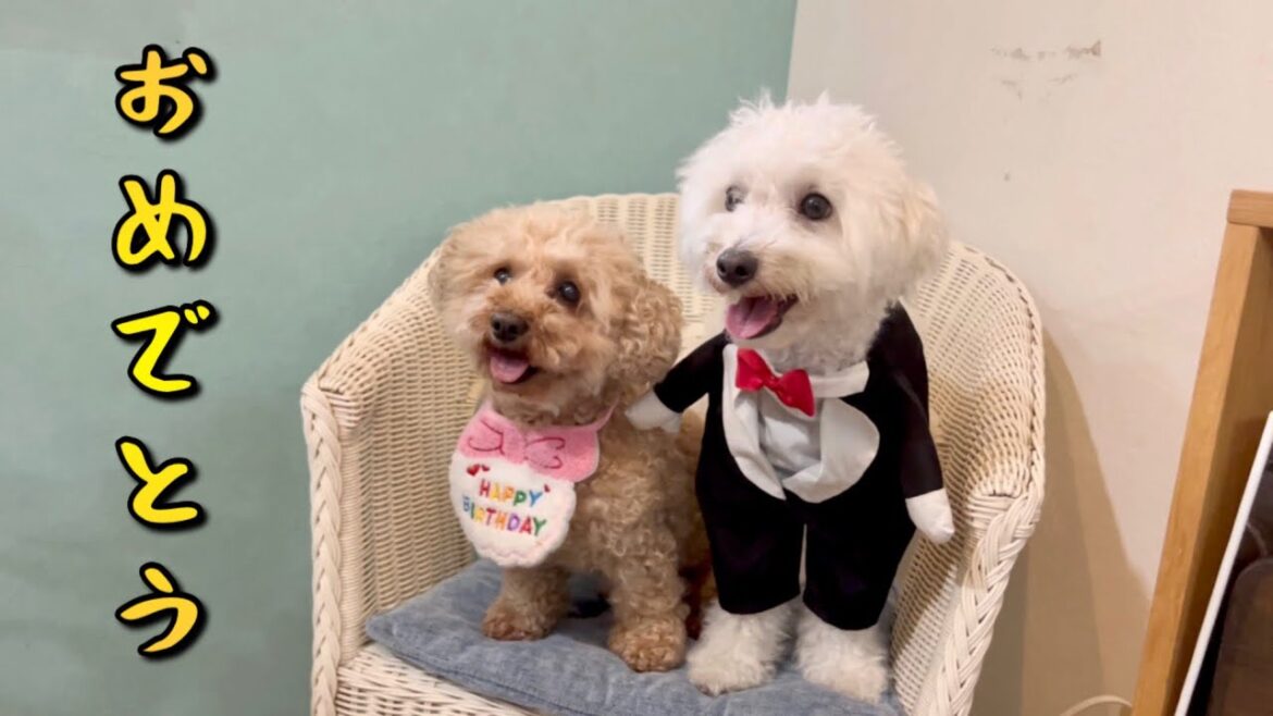 愛犬の誕生日をお祝いしてみた 立派なお兄ちゃんになりました！