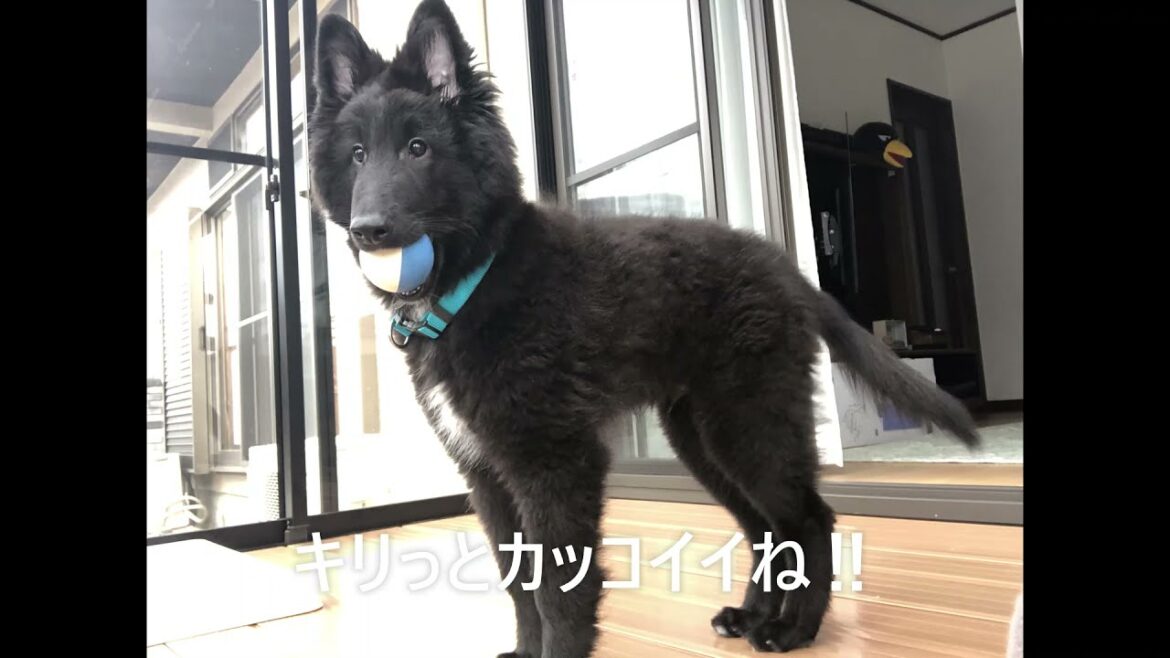 【18日目】風の音が気になるな~。ボール遊びをしたよ! 【18日目】風の音が気になるな~。ボール遊びをしたよ!