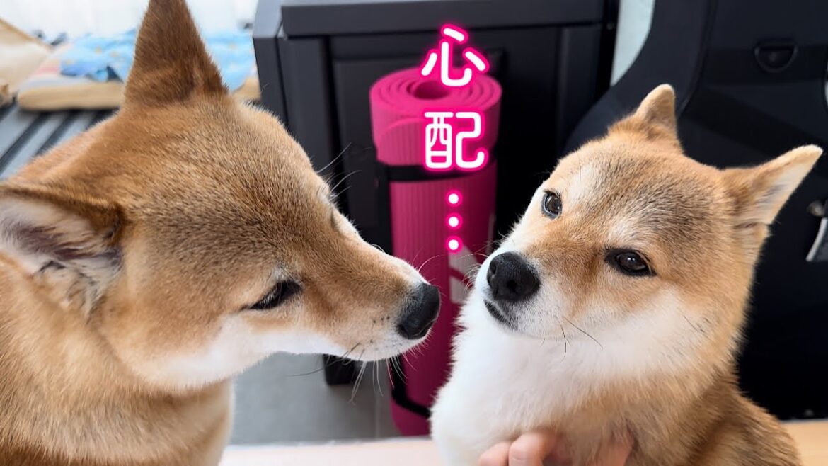 パパの手術が心配でご飯も喉を通らず家で寂しく待つ柴犬