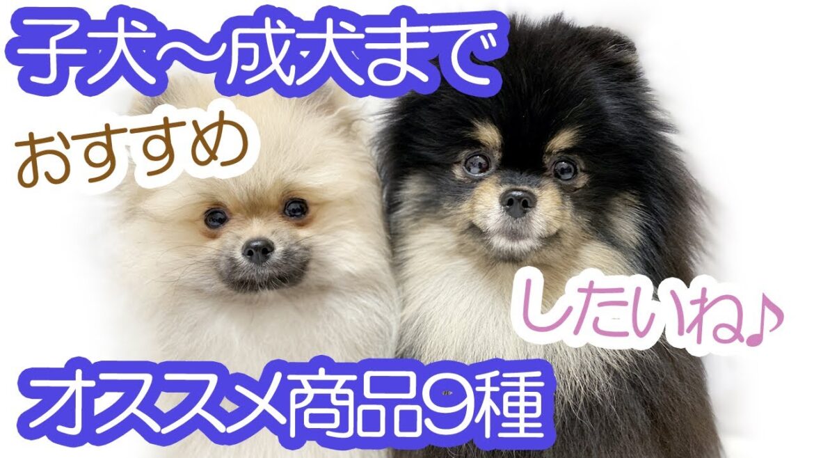 買ってよかった！オススメ犬用品９種紹介！≪ポメラニアン#≫